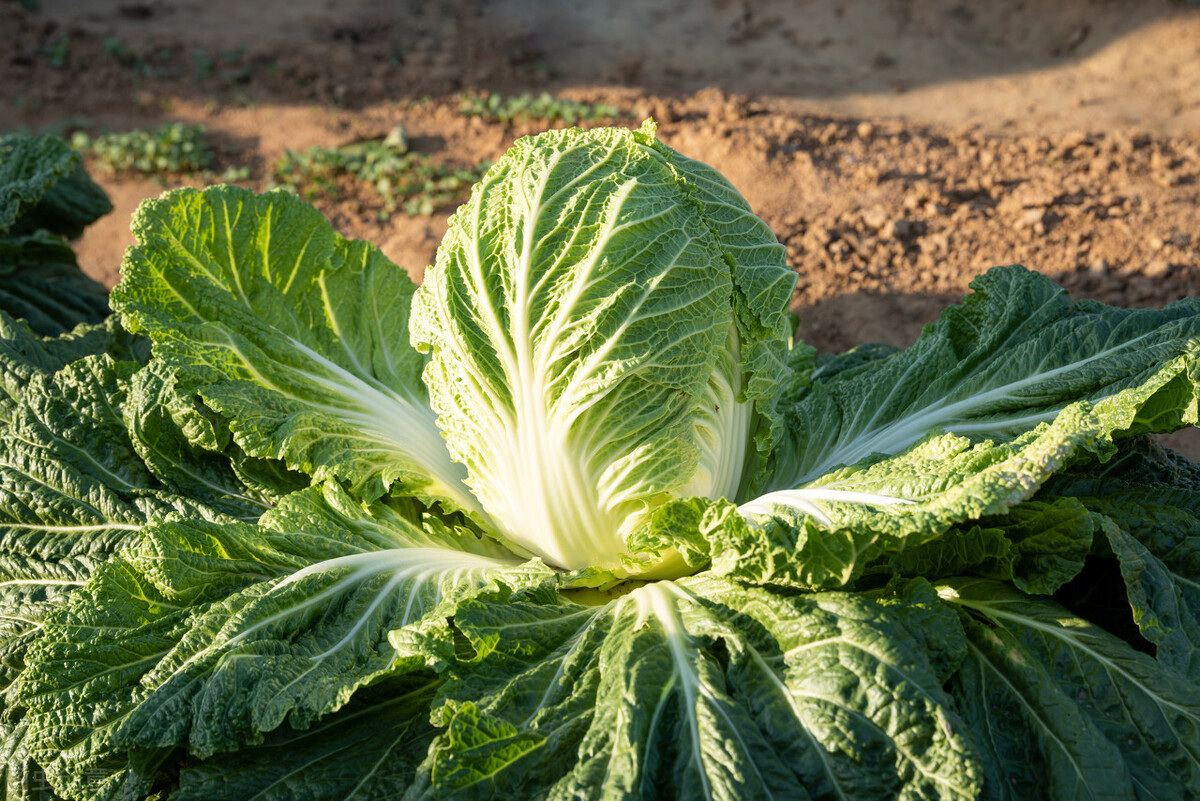别买错了，原来白菜也分“绿叶白菜”和“黄叶白菜”，两者区别大