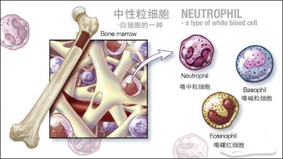 婴儿中性粒细胞正常值（孩子频发感染）