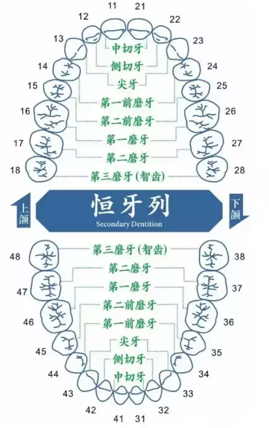 牙齿名称结构图28颗牙（揭秘每颗牙齿的名字）