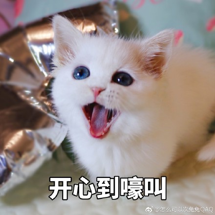 猫咪表情包：你开心就好