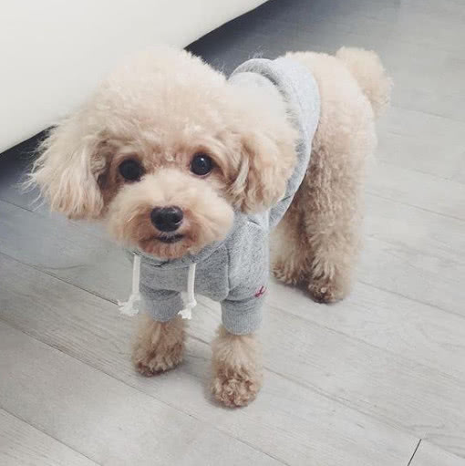 为什么迷你贵宾有很多人饲养,而巨贵却很少人养,可能是这些原因