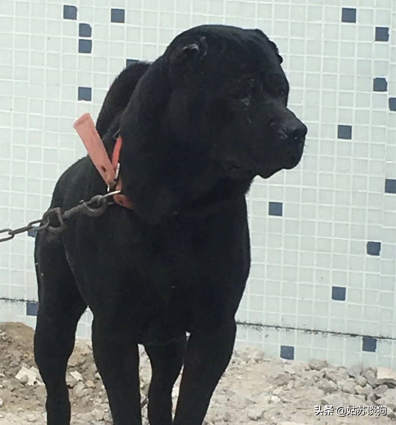 五红犬,起源潮汕,扬名于东莞,详解潮汕五红与东莞五红的区别