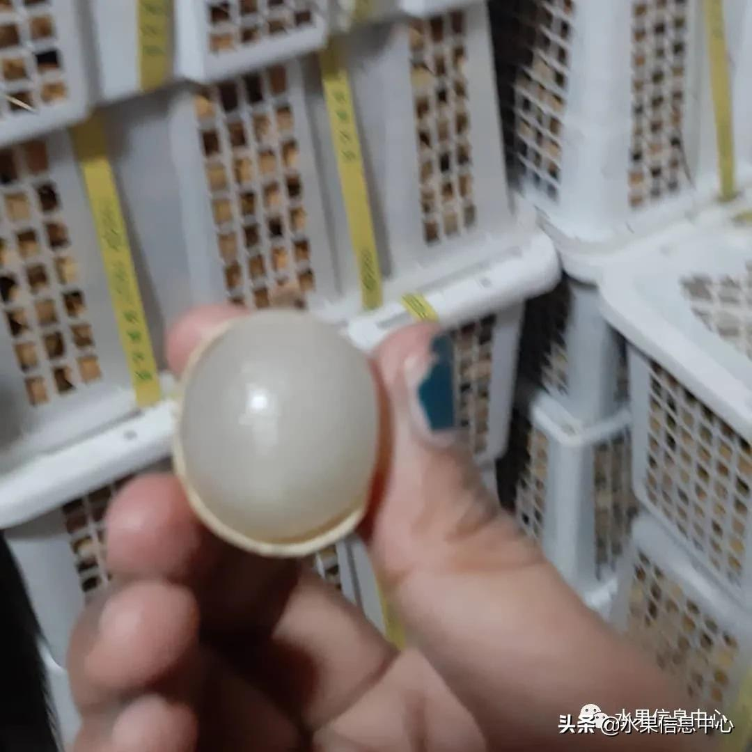 龙眼什么时候开花（泰国龙眼的等级区分标准）