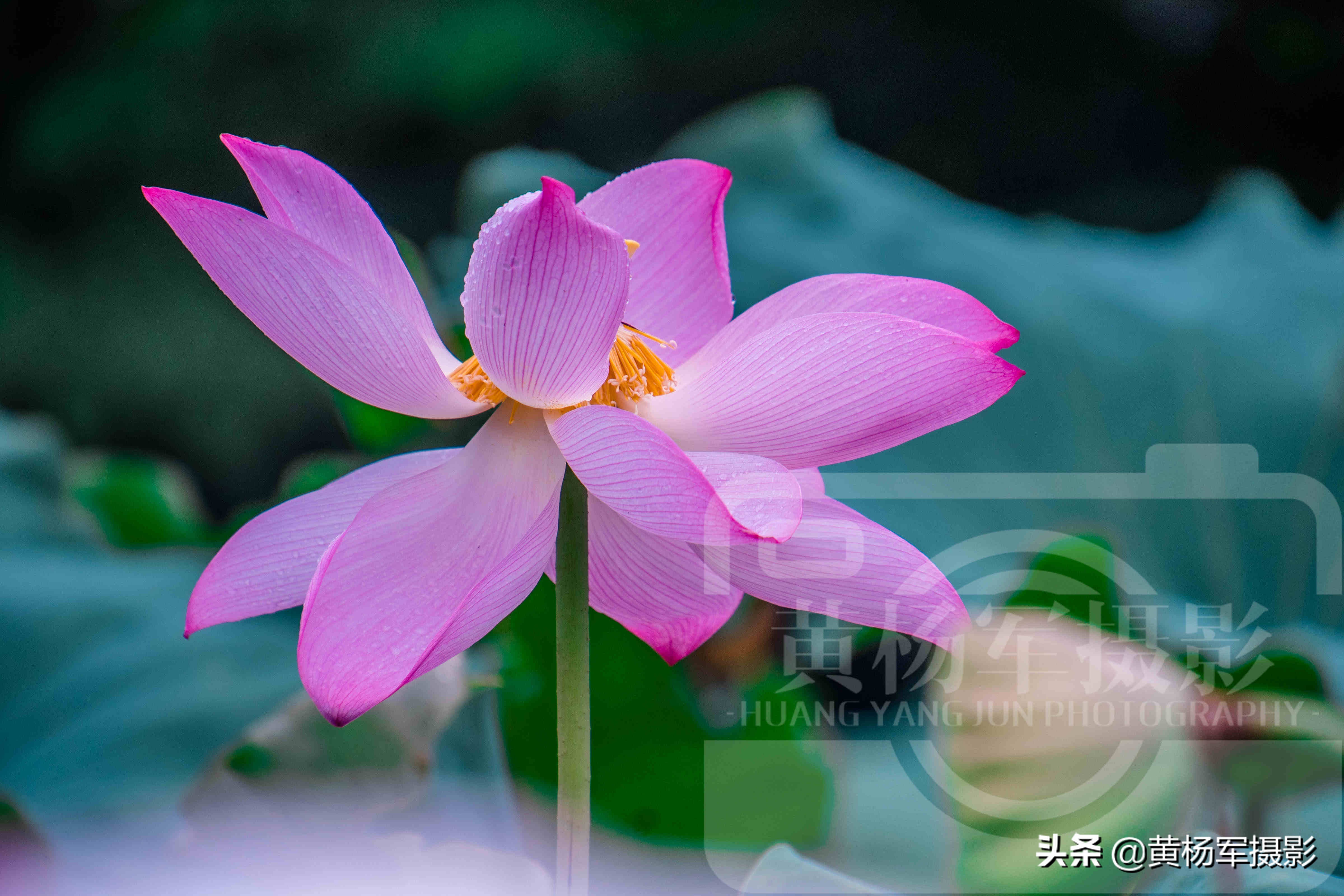 遇见雨中妩媚绽放的荷花，芬芳靓丽，娇艳多姿的花朵湿润百态的美