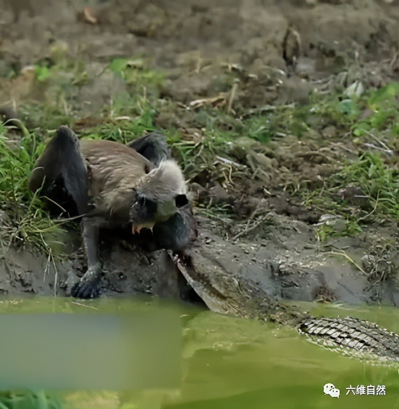 A gray langur was bitten by the arm of the crocodile, but the monkey also bit the crocodile's nose, and the final result is unknown - laitimes