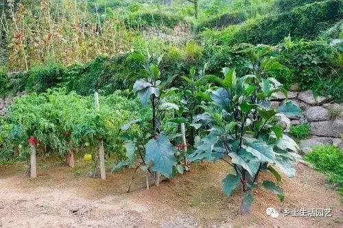 立夏种什么农作物（立夏节气适合种植的农作物）