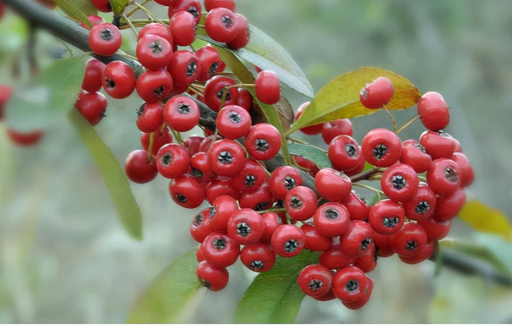 入冬后8种野果正成熟,认识4种的不多,吃过的更少,你吃过几种?