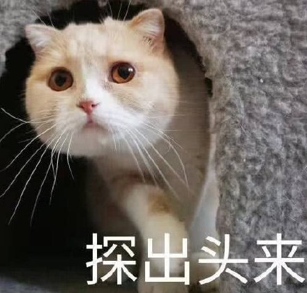 猫咪撩人表情包16张：超级超级喜欢你、心跳加速