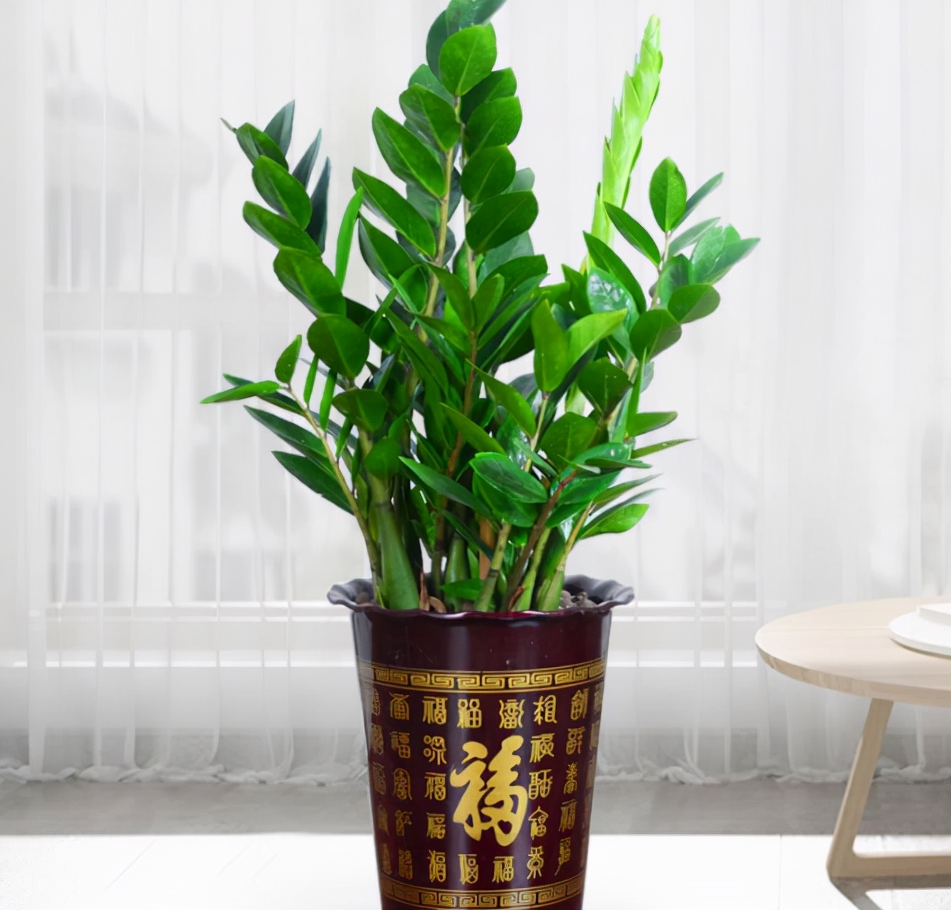 谈6种公认的招财花卉,养花人:观赏价值是次要的,重点是寓意好