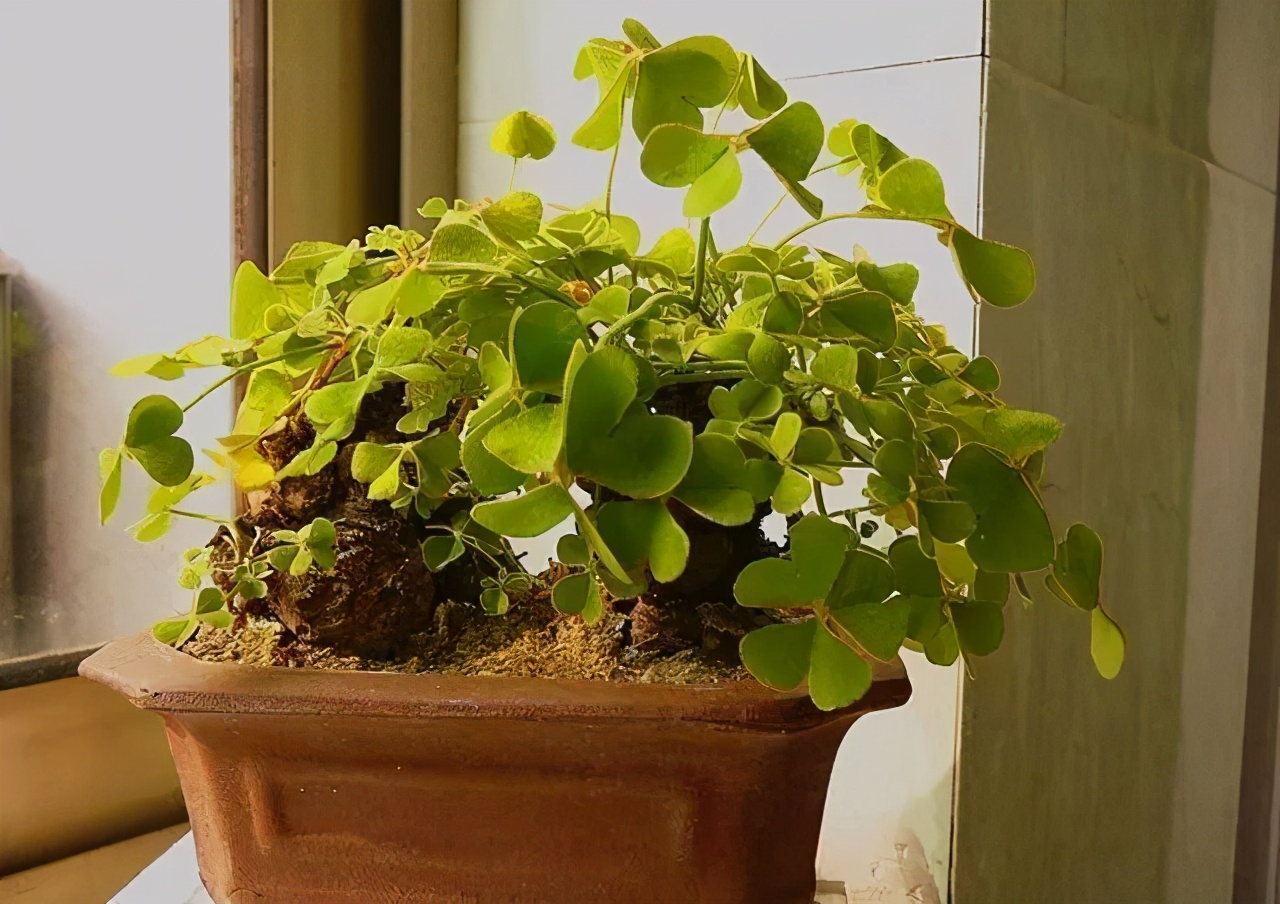 路边不起眼的"三叶草",按照基础"4招"走,轻松养出草本老桩