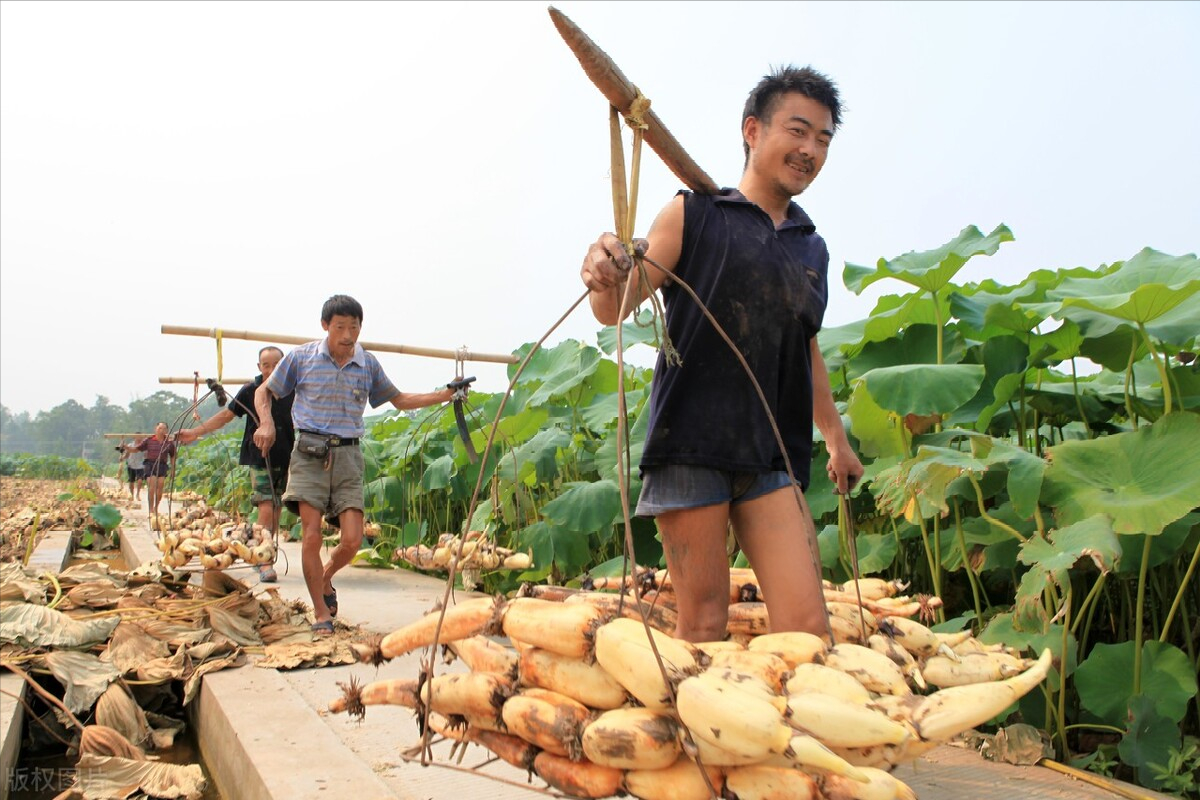 莲藕亩产多少斤?可以一年采收三次?这样种植效益好_农业技术网