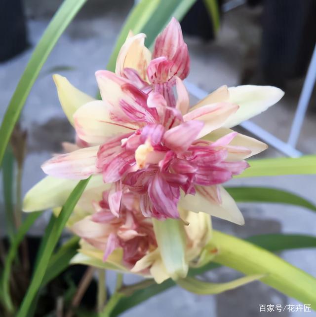 富山奇蝶兰花几月开花（富山奇蝶的主要特征介绍）
