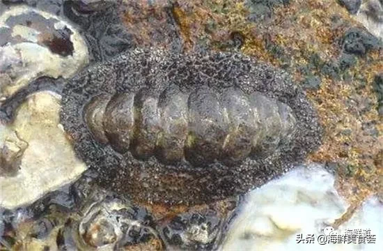 市场常见的102种海鲜，肉质鲜美，营养丰富，你们吃过几种？