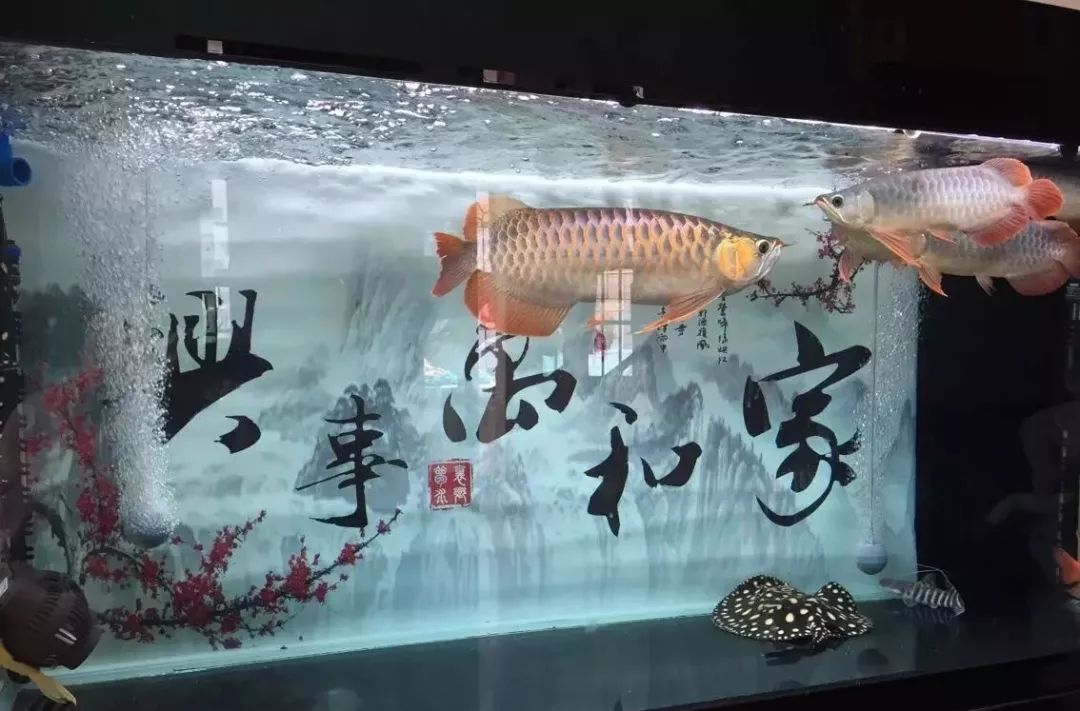 为什么新鱼入缸老鱼会死（开缸养水教程分享）
