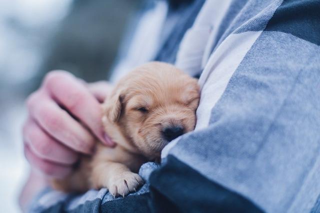 幼犬什么时候能打疫苗？应该要打几针？一篇文帮主人弄明白