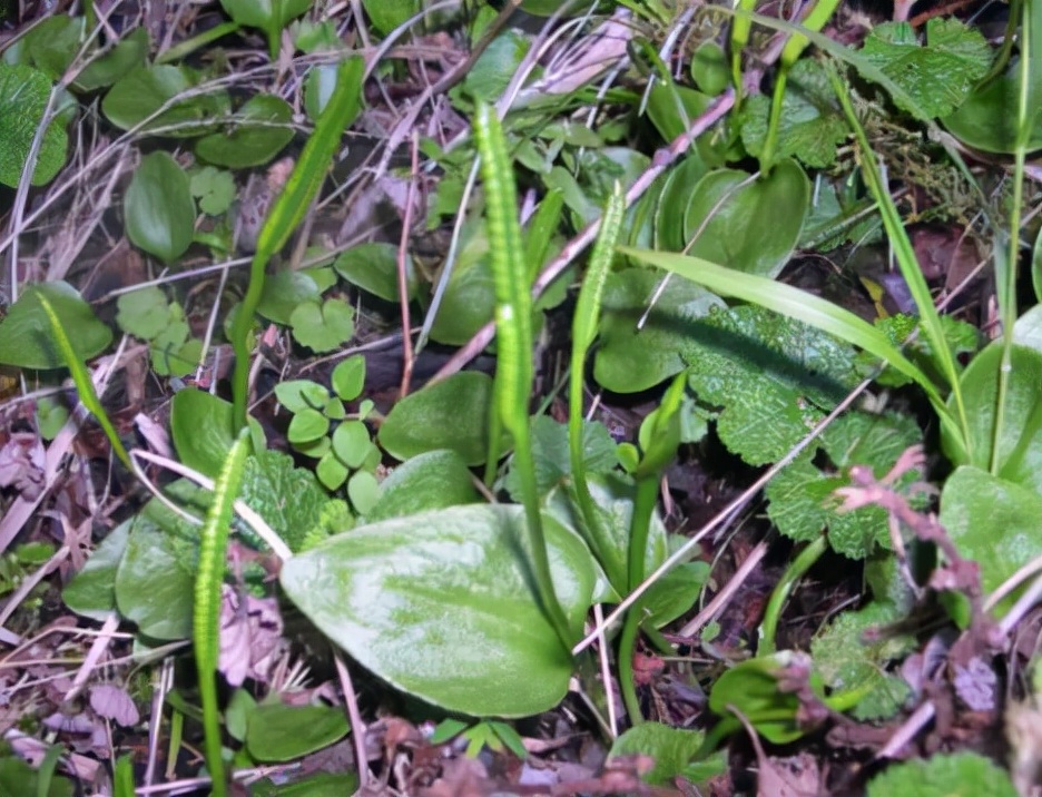 农家人管它叫"一支箭",长得虽然有些古怪,但价值非常高