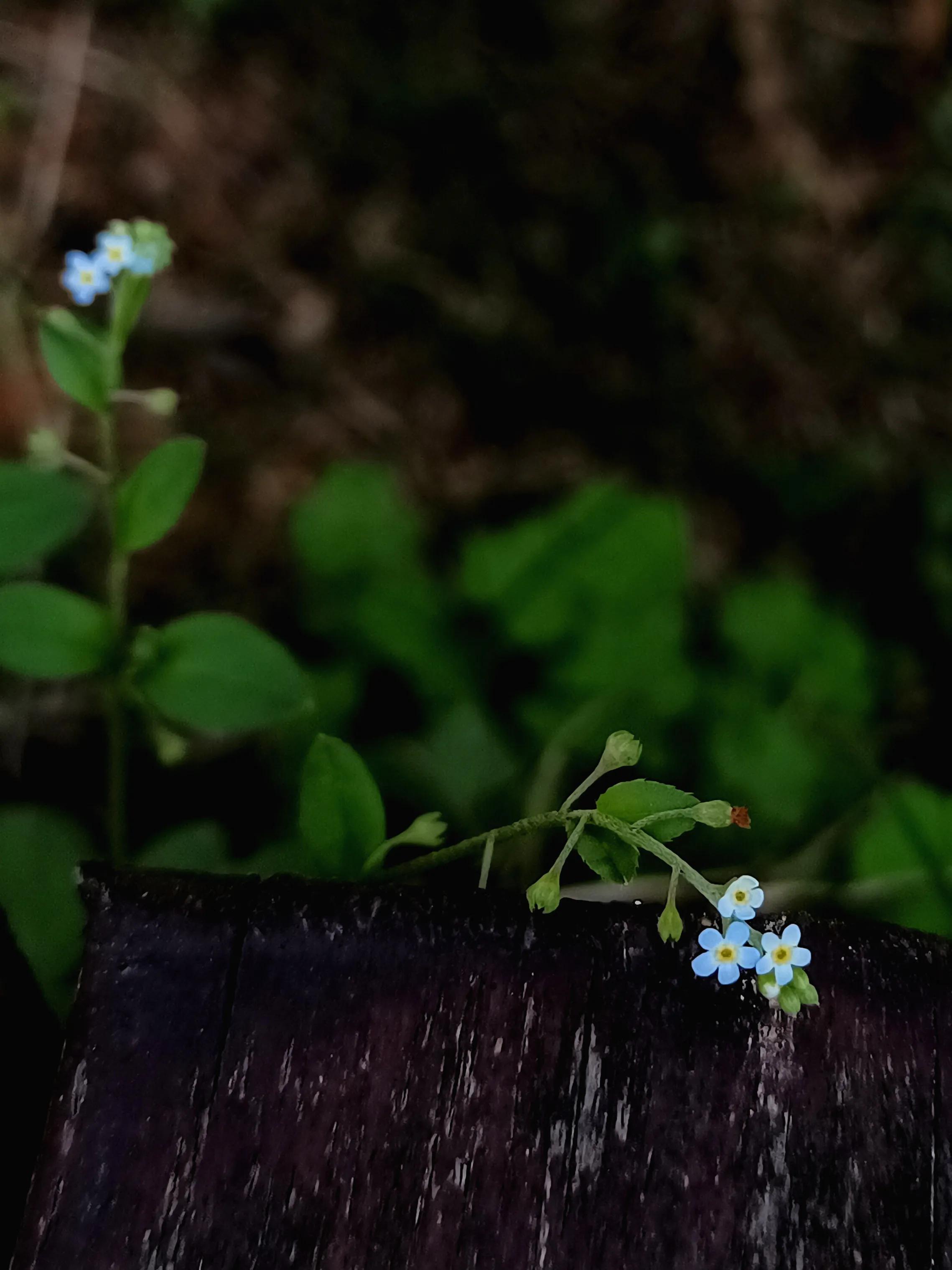 春紫菀是什么花（带你了解春紫菀花语与花期）