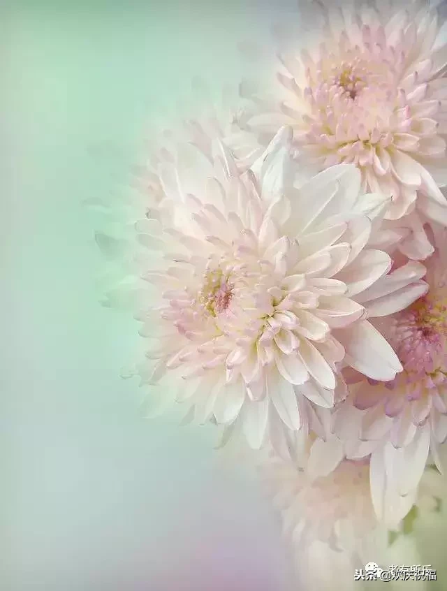万花凋谢，秋菊傲霜（太美了！）