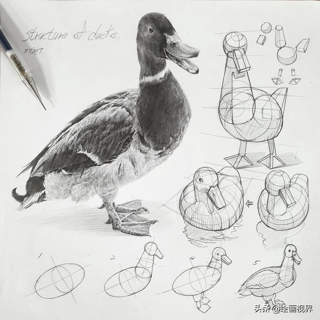 动物素描的局部透视画法,像极了我们刚开始学画几何体一样,并不需要