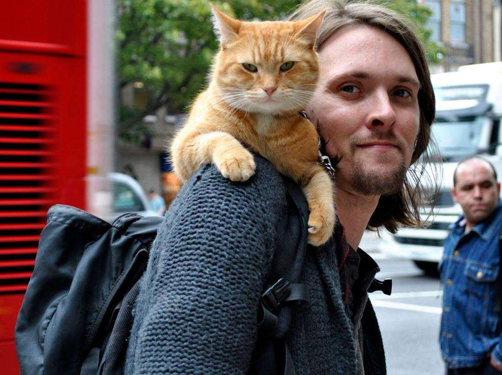 《流浪猫鲍勃》:浪子回头的背后,是烙印在人性中的力量被唤醒