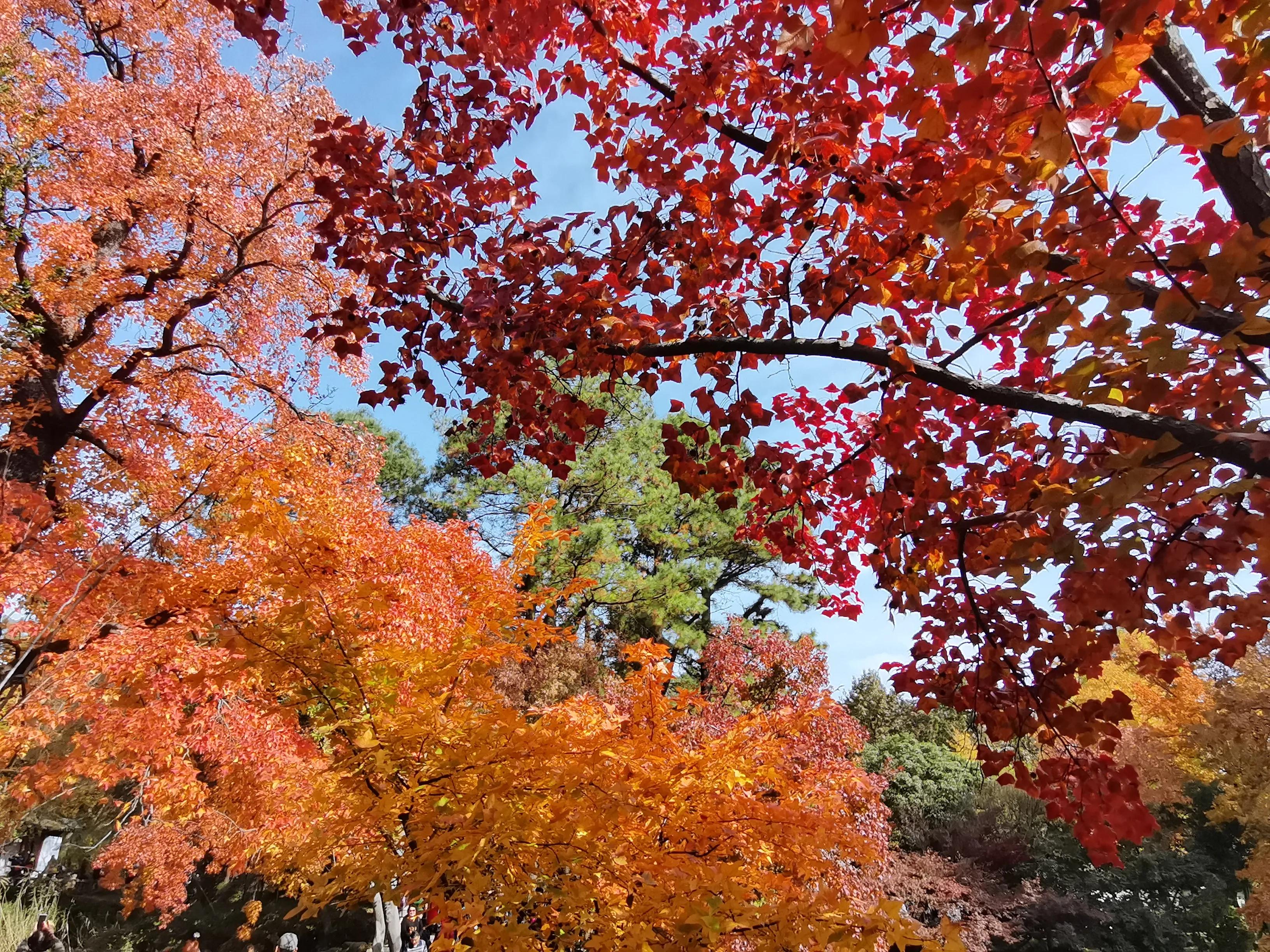 天平山下枫叶红---也说范仲淹在苏州的历史地位