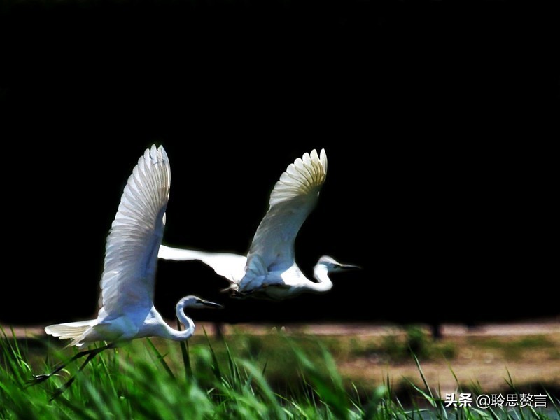 白鹭诗词精选三十二首 霜姿不特他人爱，照影沧波亦自怜