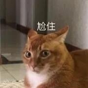 猫猫表情包合集｜你是猪头吗？