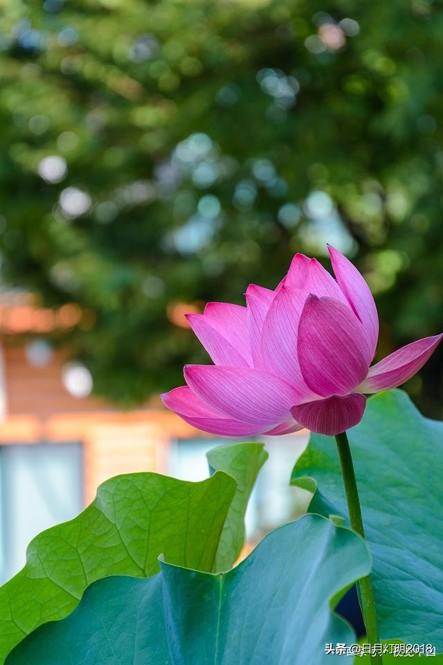 七佛译师两次“破戒”娶妻，因正史记载而扑朔迷离，今有望澄清