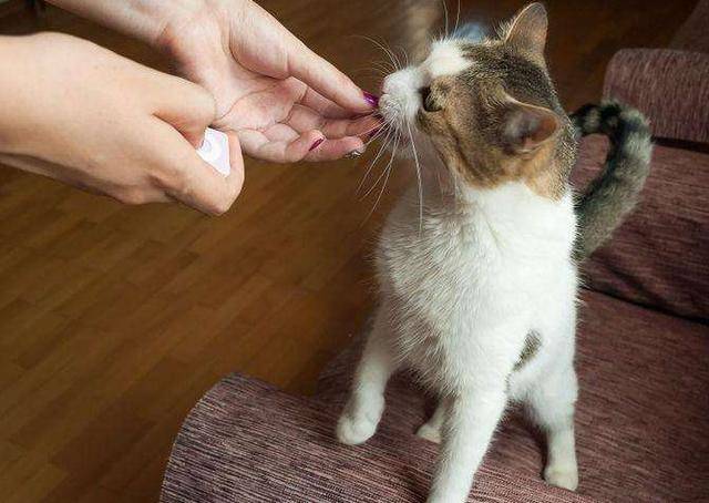 猫舔人的含义 _飞翔号