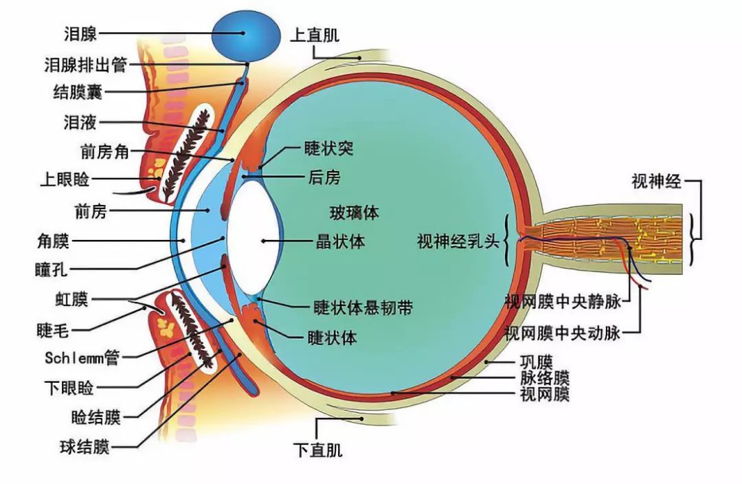 后面是一片视网膜(ccd,在晶状体上还有睫状肌,调节焦距,保持清晰在