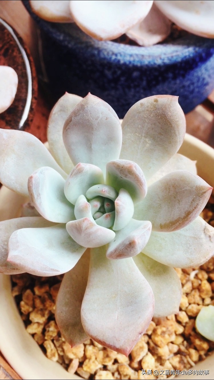 芙蓉雪莲是一款容易养护的多肉品种,但要状态好还需费点心.