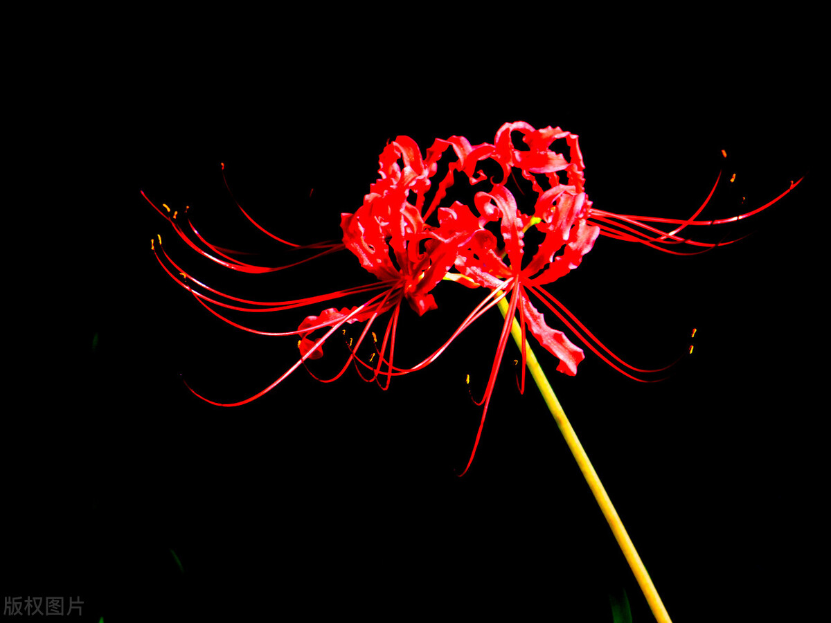 剪秋罗花开花的图片(剪秋罗花背后的一段故事)