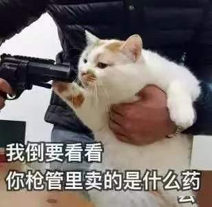 猫咪表情包合集｜我没事，我很快乐