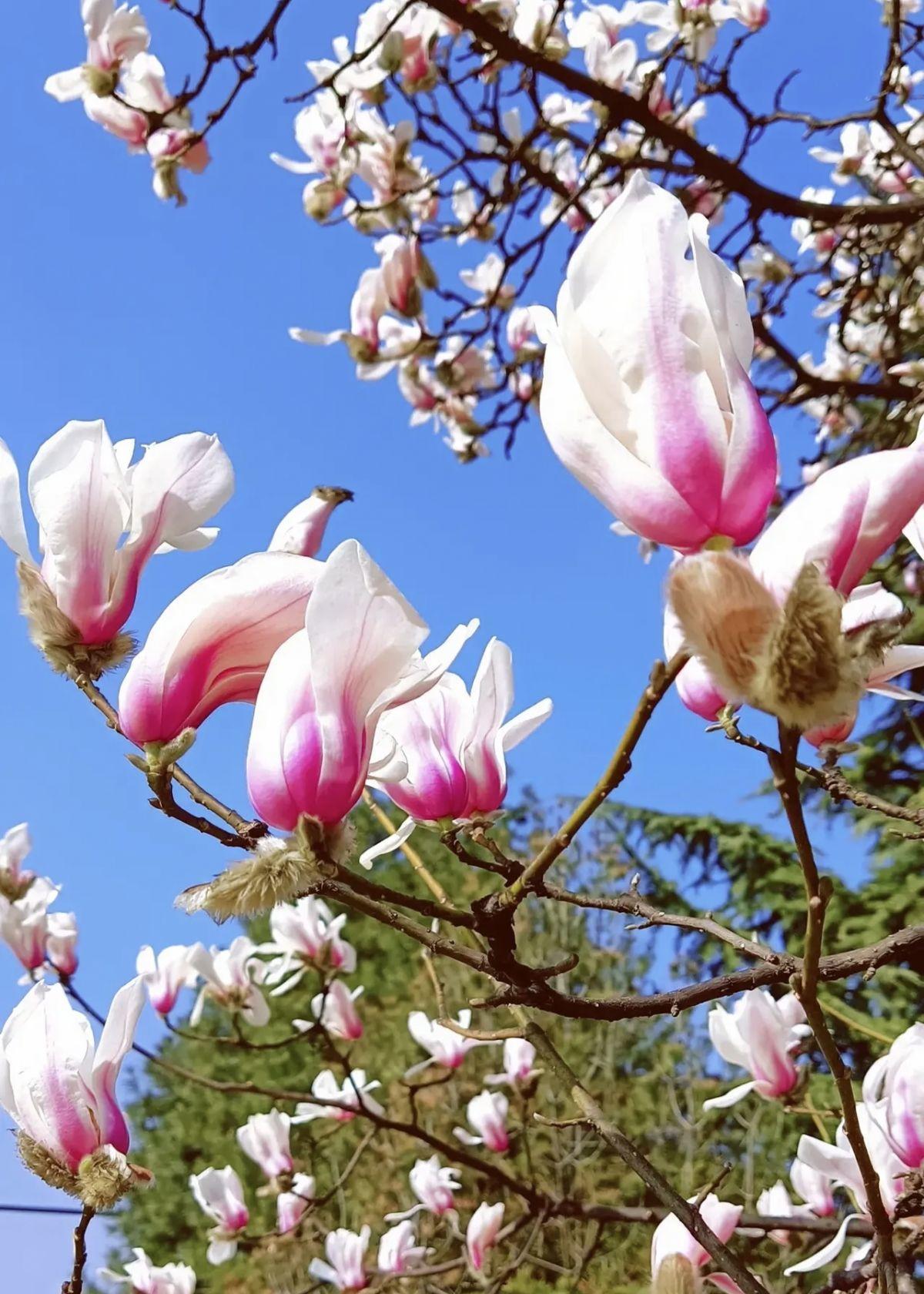 春天的花有哪些,春天的花有哪些 名字