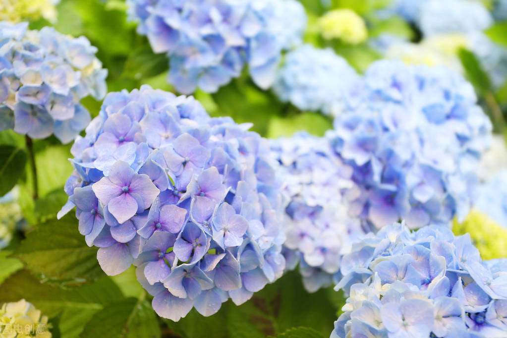 花语来历,感兴趣的来看看!1-3月生日花