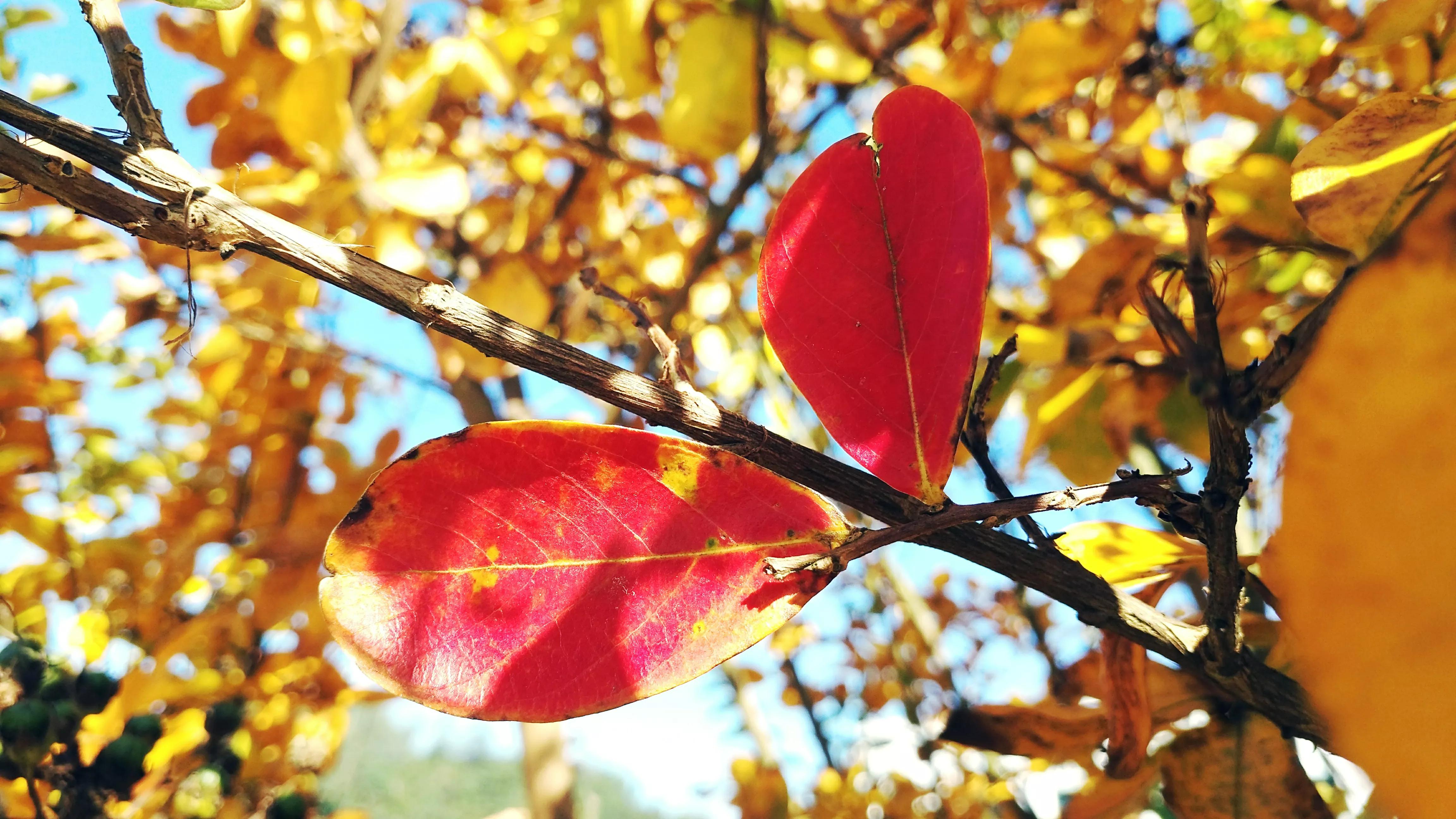 秋天好天气好心情的句子