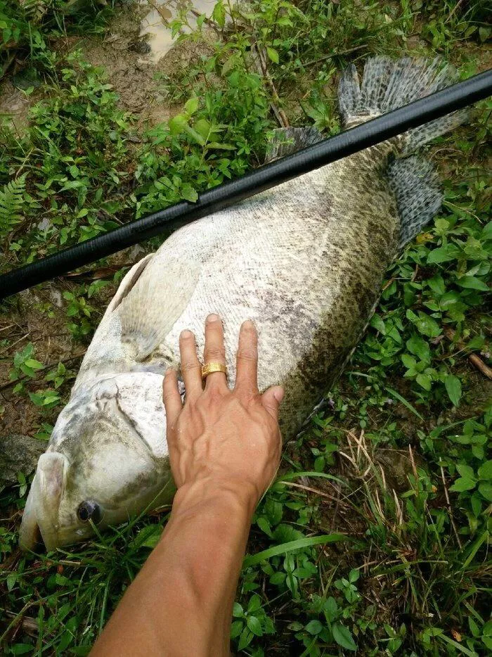 桂花鱼是海鱼还是淡水鱼（淡水鱼系列介绍鳜鱼）