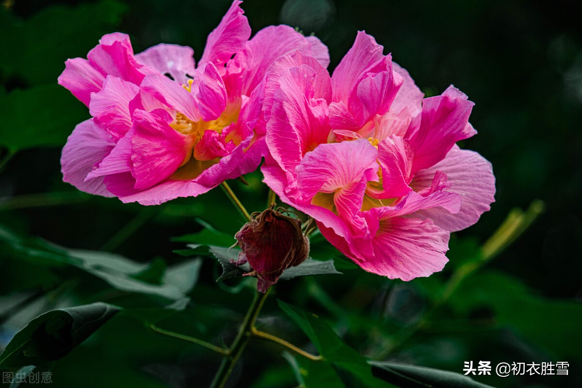 秋花木芙蓉唐诗五首：秋风万里芙蓉国，水莲花尽木莲开