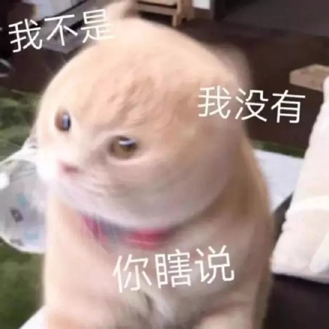 猫咪表情包合集｜我不是，我没有，你瞎说