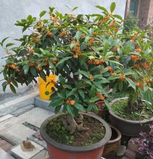 盆栽桂花花朵怎么养需要注意什么干货