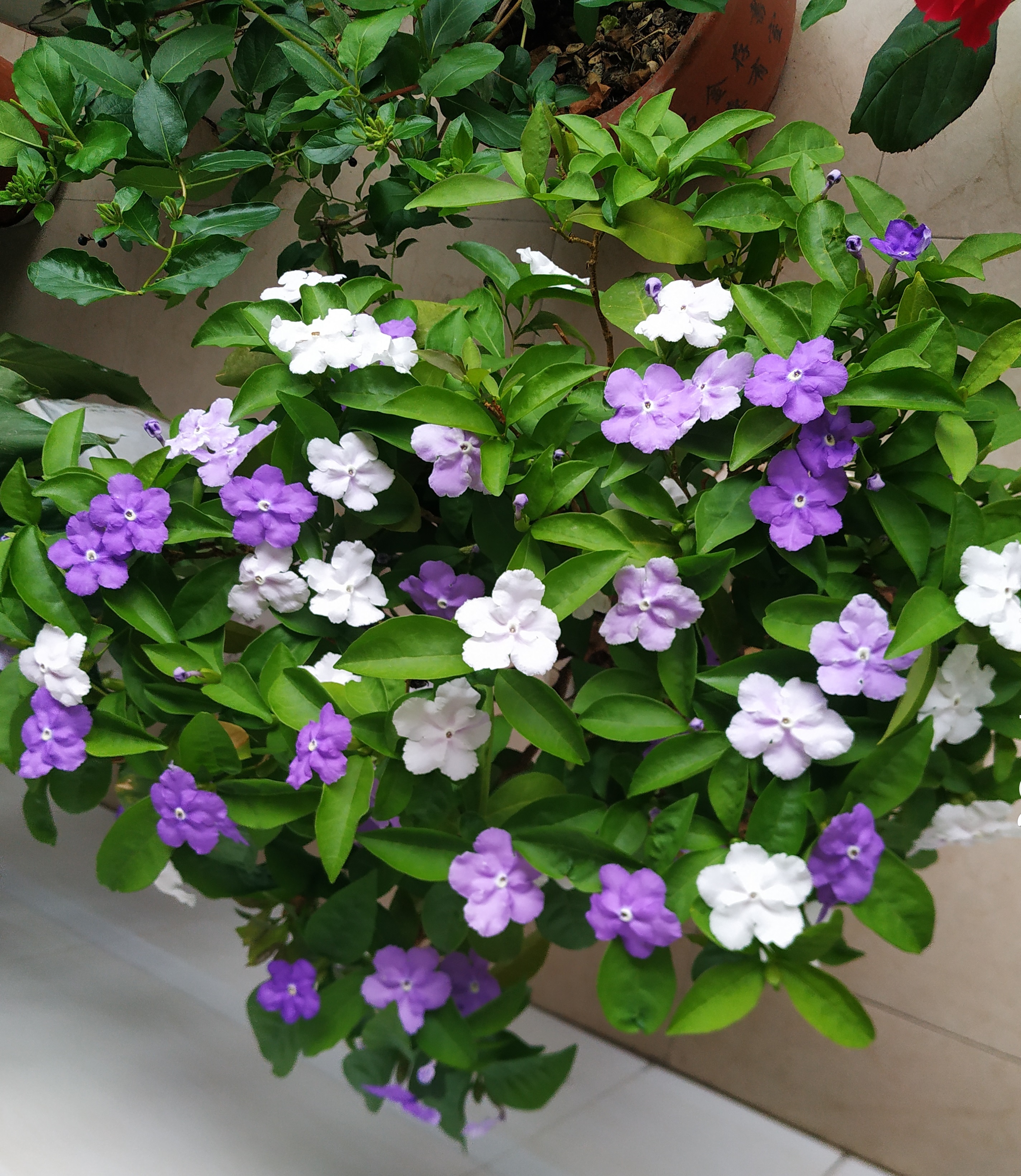 双色茉莉图片(阳台养花,养棵"双色茉莉",三季有花看,赏花又闻香,还