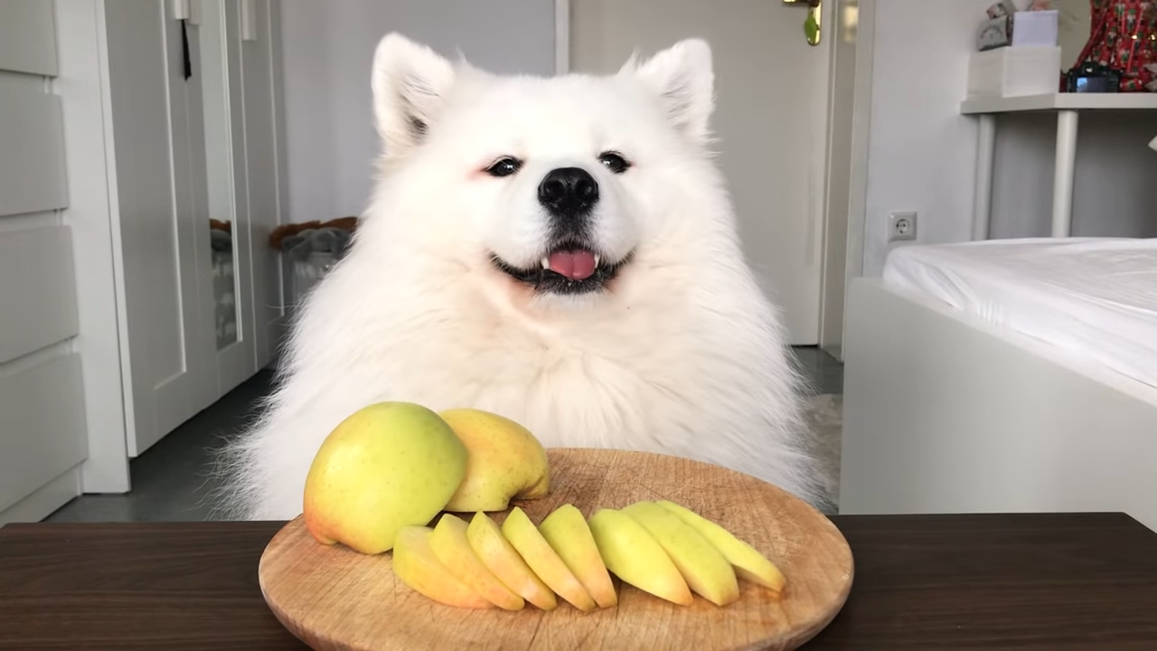 这几种水果多吃对狗狗身体好