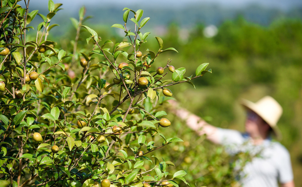 油茶树前景良好，农户为何种植意愿不高？