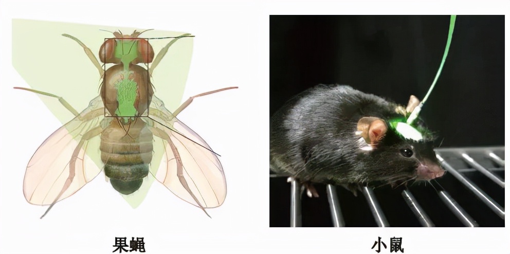 光遗传学背后的科学家们