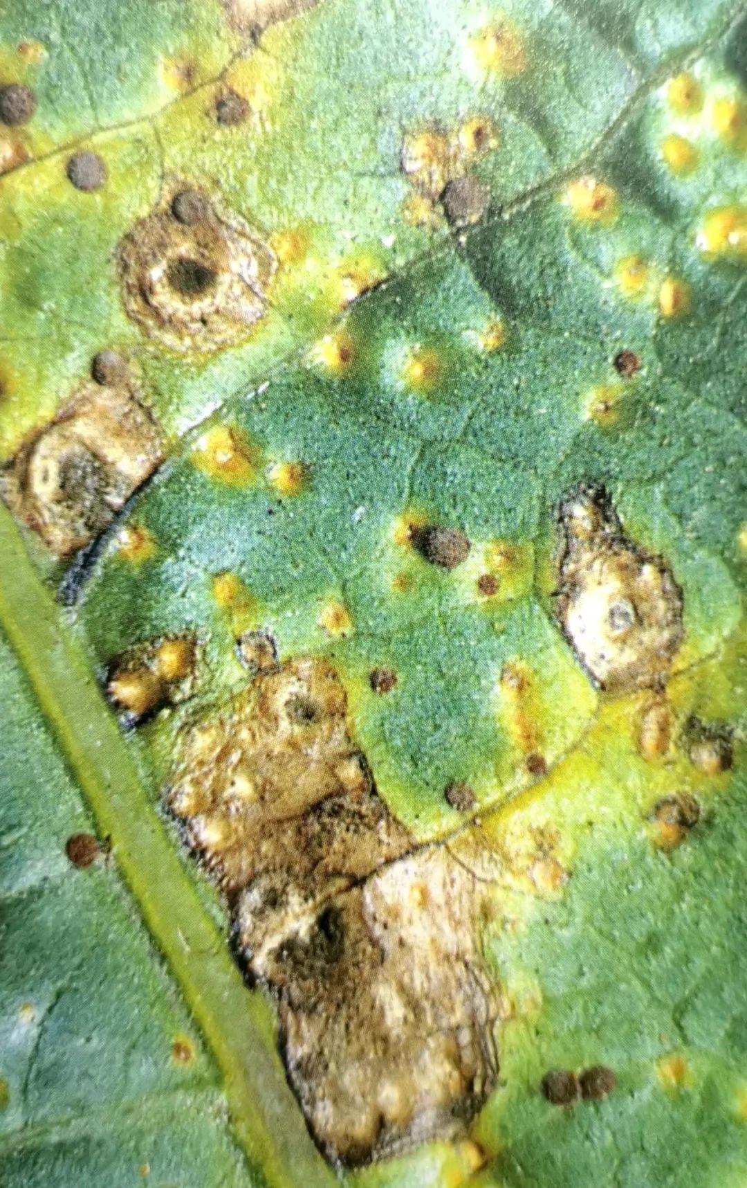 将烦人的植物真菌一网打尽,掌握症状,门外汉也可轻松搞定它