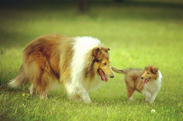 苏格兰牧羊犬性格特点怎么样，家养苏格兰牧羊犬的感受