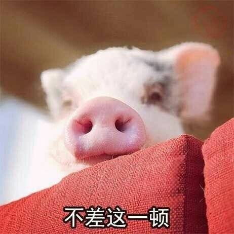 猪猪表情包：能吃是福，吃饱了才有力气减肥