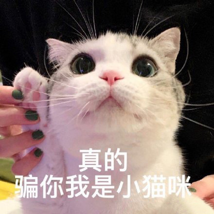 猫咪表情包合集｜我没事，我很快乐