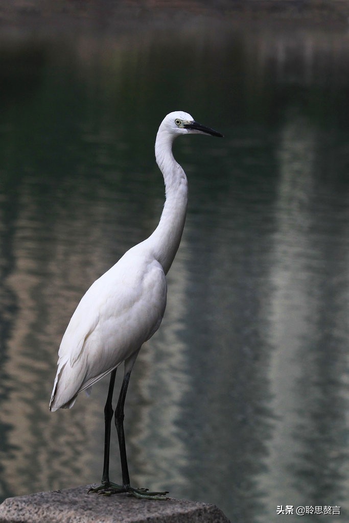 白鹭诗词精选三十二首 霜姿不特他人爱，照影沧波亦自怜