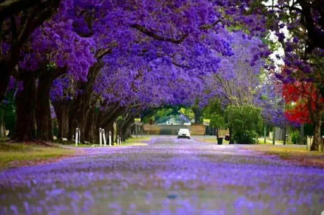 蓝楹花和蓝花楹区别（花语传说化蝶之蓝花楹）